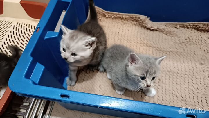 Котята метисы прямоухой британки
