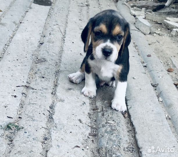 Щенки Бигль