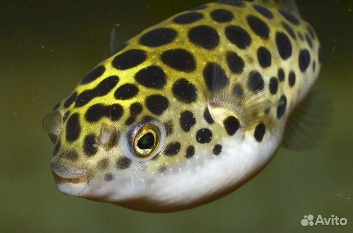 Тетрадон зелёный