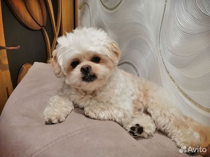 Вязка Пикапу