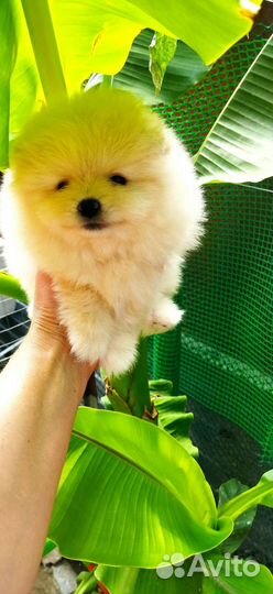 Померанский шпиц мини