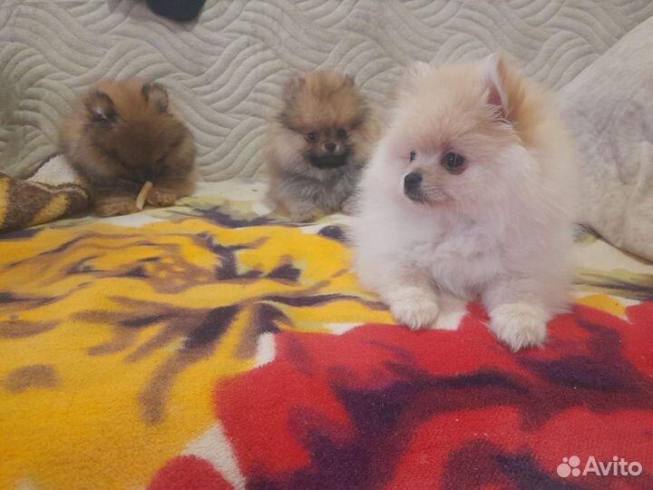 Счастье ищет себе дом