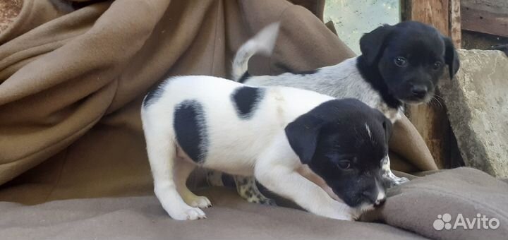 Щенки мама лабрадор