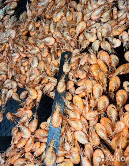 Креветка свежемороженная