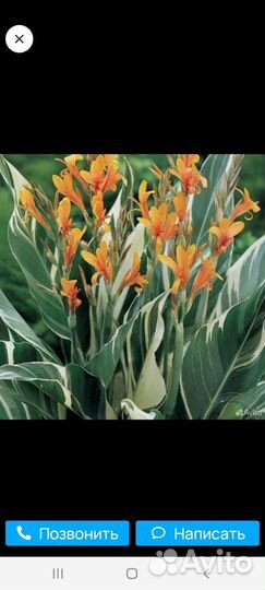 Канны Штутгарте