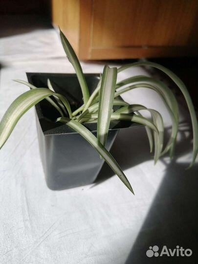 Хлорофитум кудрявый