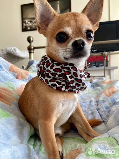 Чихуахуа Вязка