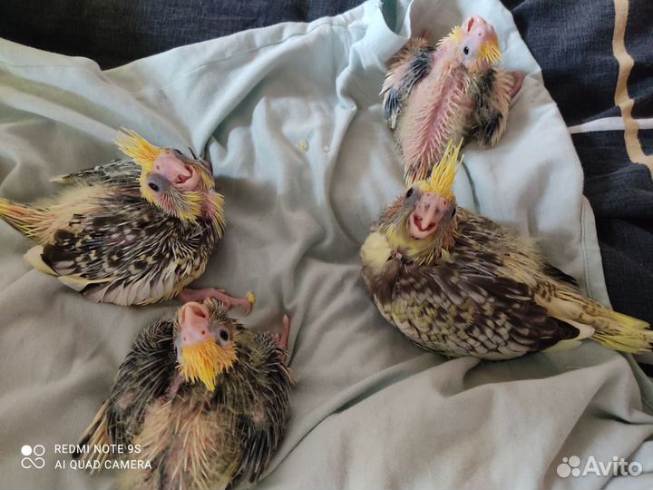 Попугай карелла птенцы