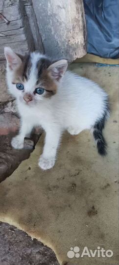 Котята в дар