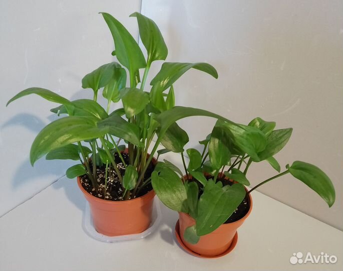 Дримиопсис пятнистый растение