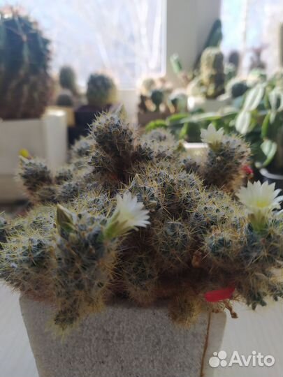 Кактус маммилярия цветущий