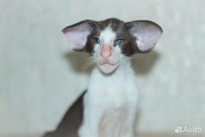 Ориентальная экстрим