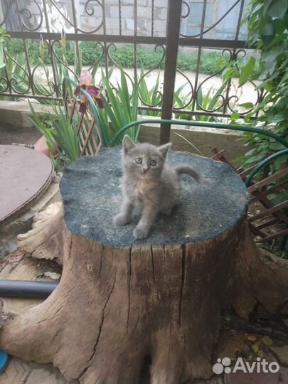 Котята в добрые руки бесплатно