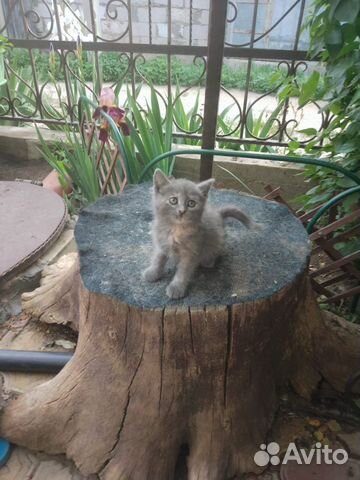 Котята в добрые руки бесплатно