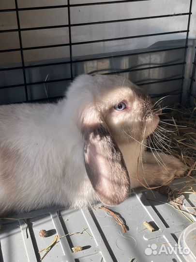 Вязка кроликов