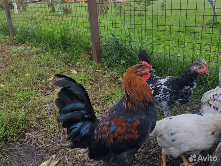 Молодые петушки 3 месяца