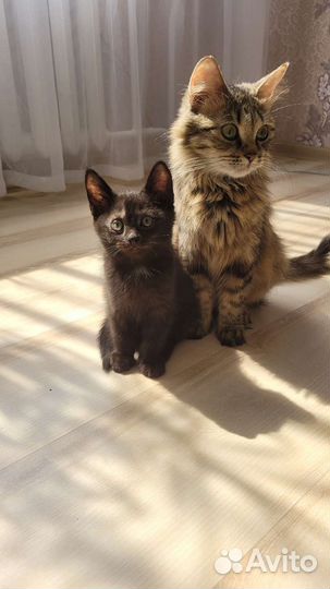 Домашние животные кошки