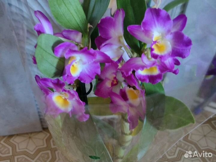 Орхидея дендробиум нобиле