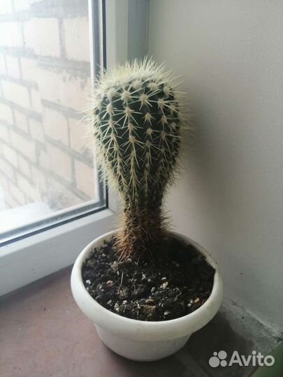 Кактусы. Комнатные растения