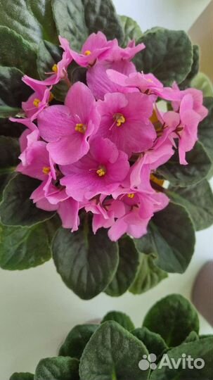 Фиалки детки