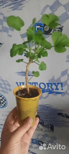 Пеларгония герань королевская