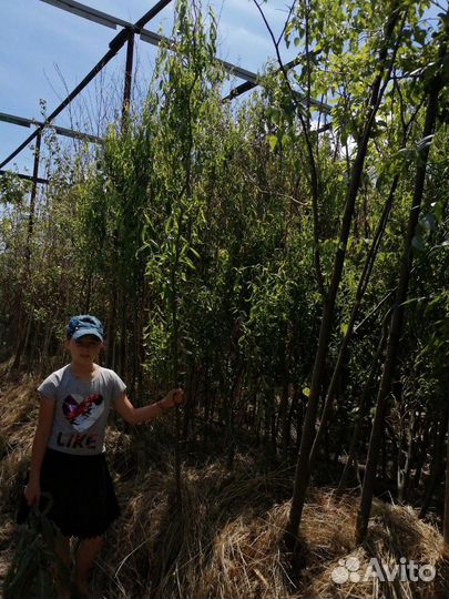 Ива волнистая змеевидная