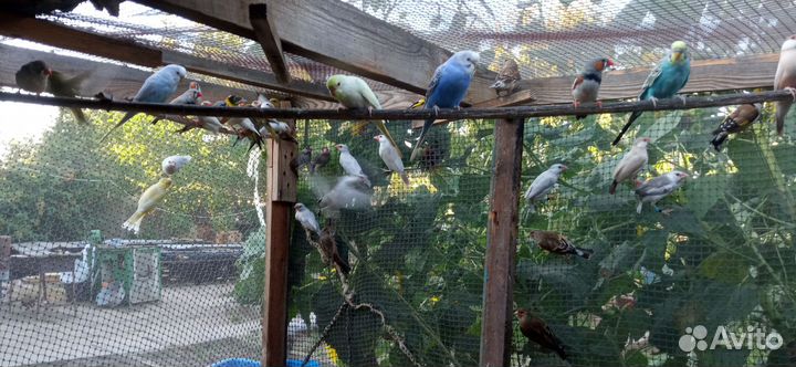 Волнистые попугаи,молодежь собственного разведения