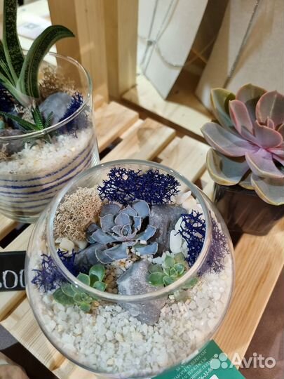 Флорариум комплемент