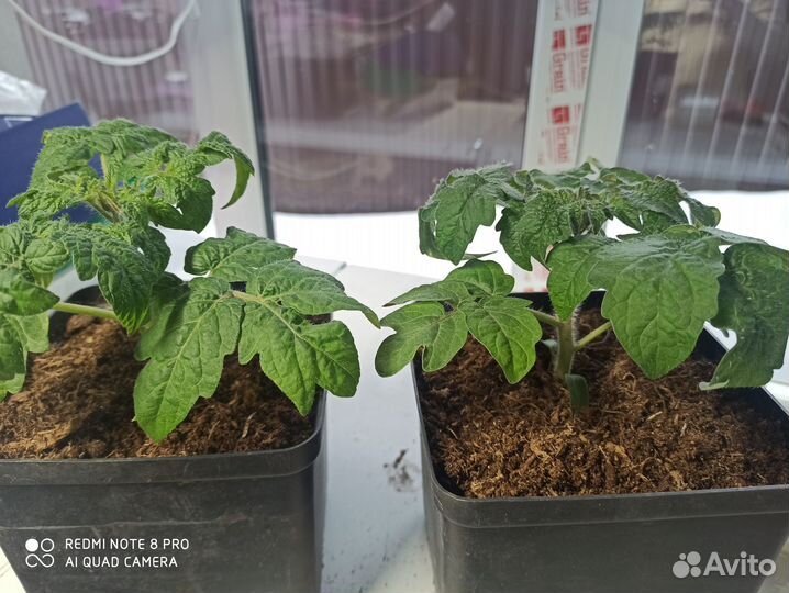 Рассада помидор