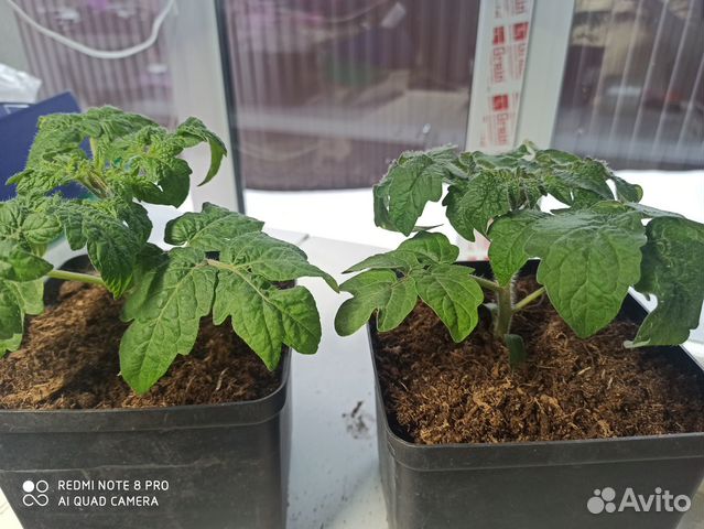 Рассада помидор