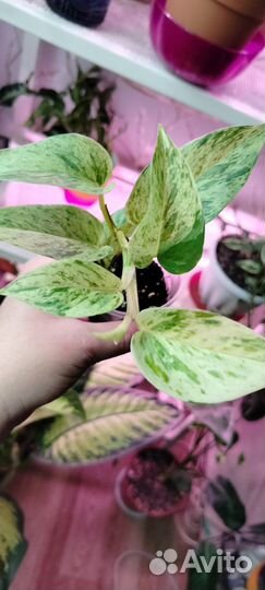 Сциндапсус марбл квин