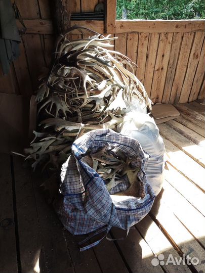 Продам рога лося