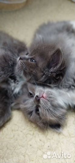 Котята метисы