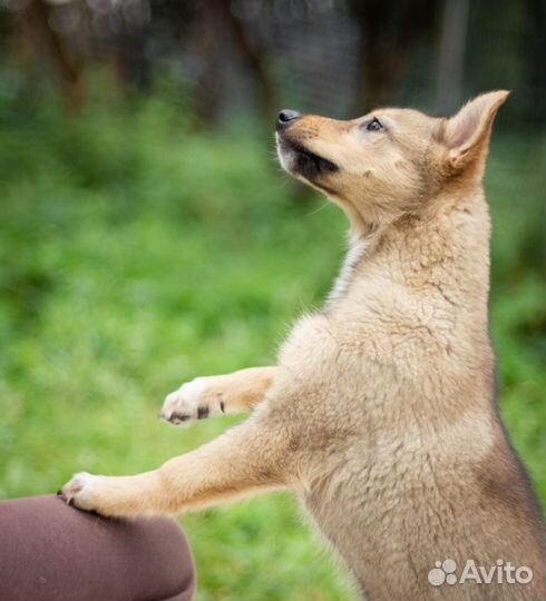 Собаки бесплатно в добрые руки