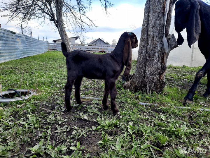 Козлята камори-нубийские