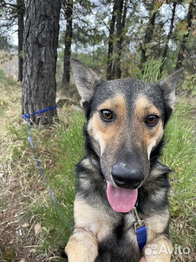 Собака в добрые руки отдам бесплатно