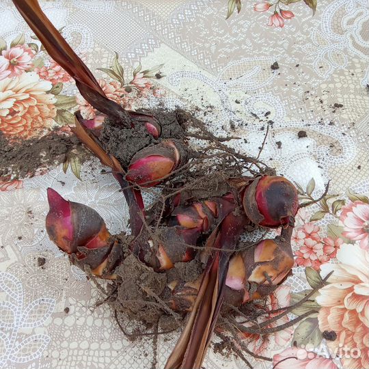 Цветы многолетние.Канны краснолистные,папоротники