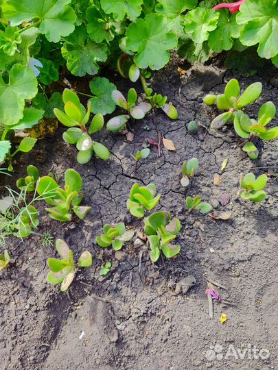 Излишки цветов