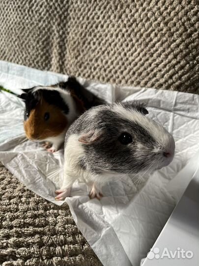 Морские свинки