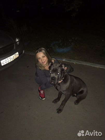 Передержка для собак