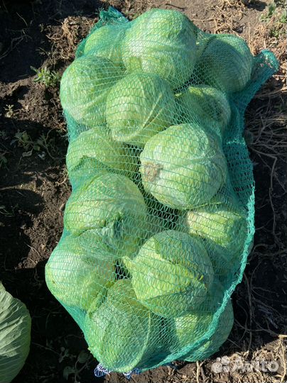 Капуста оптом от производителя