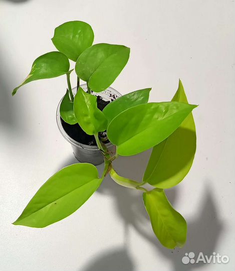 Сингониум, сциндапсусы