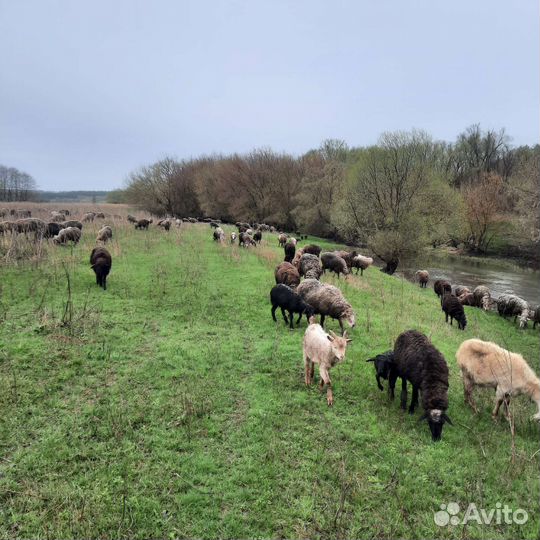 Овцы матки