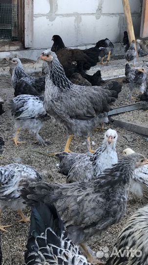 Цыплята породы Брама