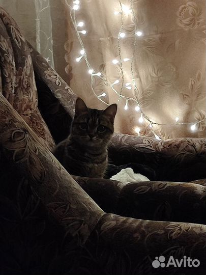 Отдам бесплатно Кошку