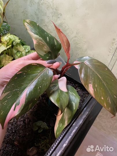 Филодендрон розовая принцесса