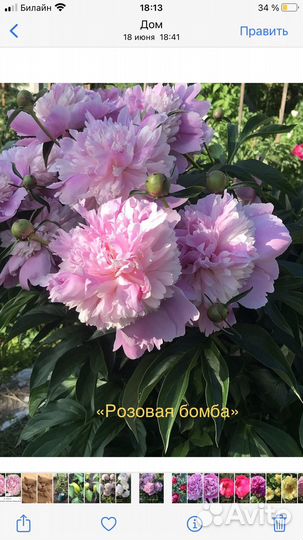 Корни пионов