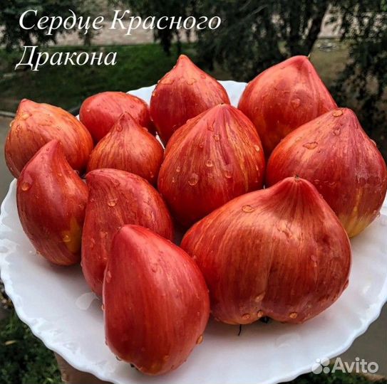 Семена сортовых томатов