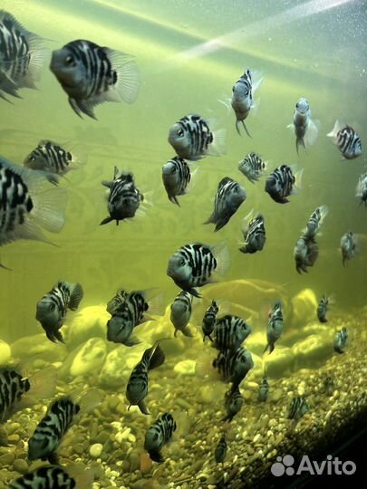 Сапфировый попугай