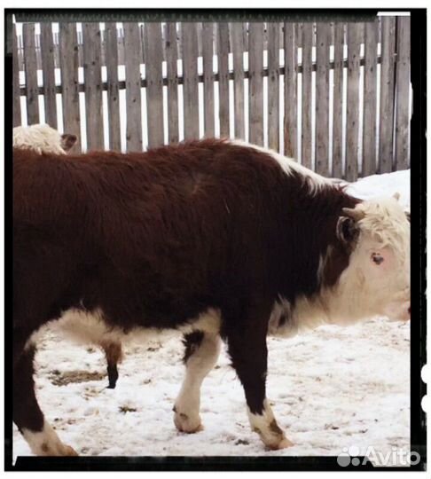 Мясо говядина герефорда мраморное домашнее